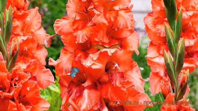 Гладиолус обыкновенный Омск (gladiolus omsk) ? Омск обзор: как сажать, луковицы гладиолуса Омск смотреть онлайн