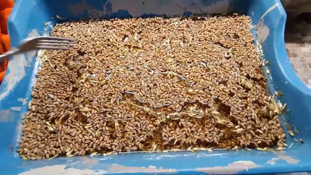 Пеку🍔 кормлю😋🐔 убираемся💪Петя только массажистом может работать😏🐔 Воды нынче море👀💧💧💧 смотреть онлайн