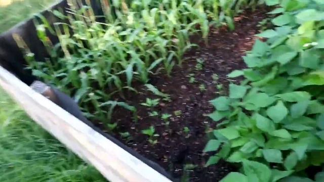 Watching the Garden Grow. Garden Tour and Update смотреть онлайн