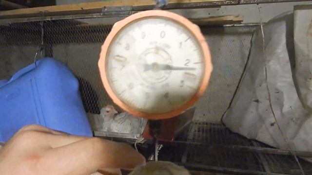 Куры сбежали птицевод ловит! Бройлеры выращивание зимой вес цветных бройлеров Слава в теме смотреть онлайн