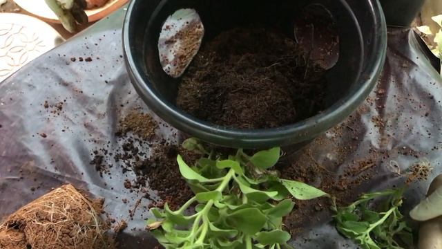 Growing petunia in new way/ смотреть онлайн