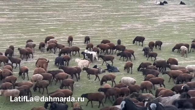 Гиссарские овцы. Чеченская делегация посещает Фархарский племзавод Гиссар. 4-я серия смотреть онлайн