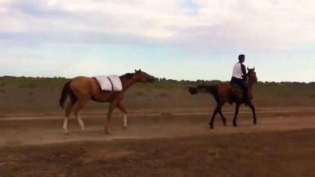 Обучение коня под верховую езду смотреть онлайн