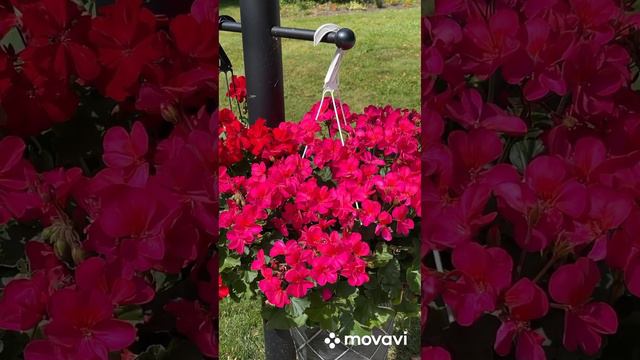 Конец сентября. Герань всё цветет. #пеларгония смотреть онлайн