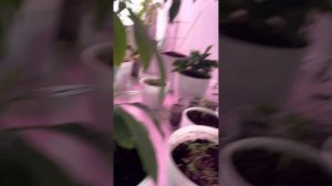 Как заплести 3 авокадо в косичку. Часть 2