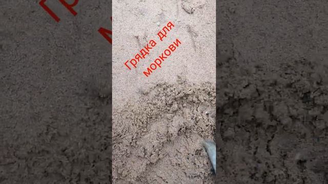 грядка для моркови готовим заранее #shorts смотреть онлайн