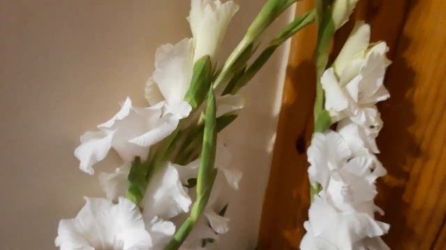 #цветы #гладиолус / Гладиолус Вайт Просперити (лат.gladiolus White Prosperity). Агротехника смотреть онлайн