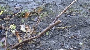 Обрезка винограда. Усиленное плодовое звено