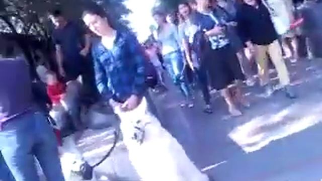 Белые пушистые собачки! смотреть онлайн