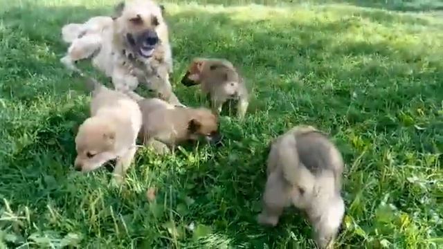 Щенки короткошерстной Кавказской овчарки. Д.р. 26.06.21. смотреть онлайн