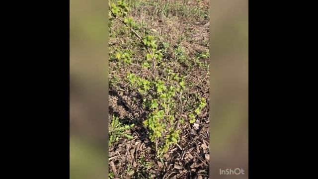 Чесний відгук клієнта №1. Розсадник Кліома Сервіс/ Купити Саджанці Ягідних, Плодових культур смотреть онлайн