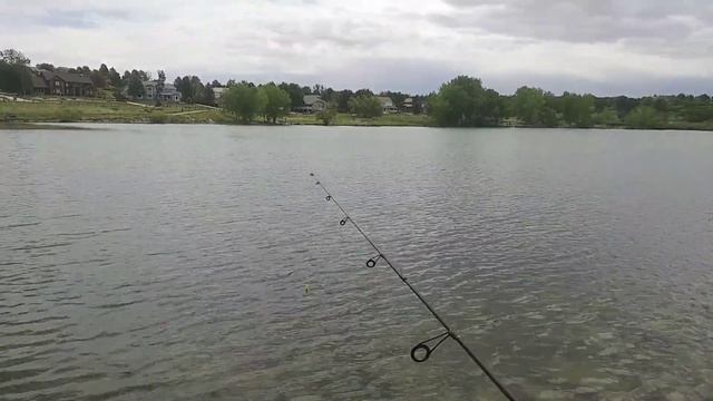 Multi species adventure. Fishing with gulp minnows. смотреть онлайн
