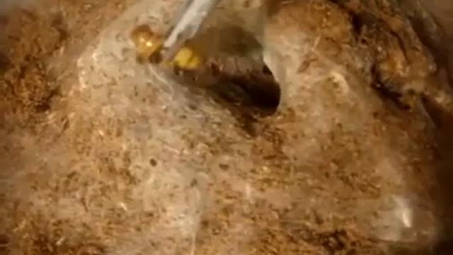 Домашний птицеед. Содержание. смотреть онлайн