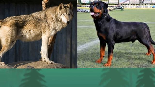 Волк против Ротвейлера. Wolf Against Rottweiler.