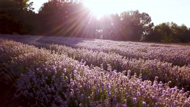 doTERRA Lavender Essential Oil (Translated Subtitles) смотреть онлайн