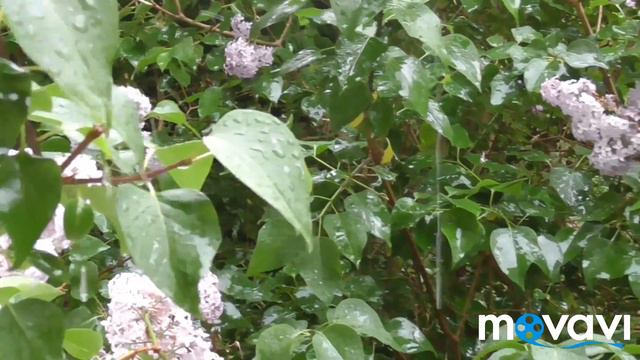 Майская гроза смотреть онлайн