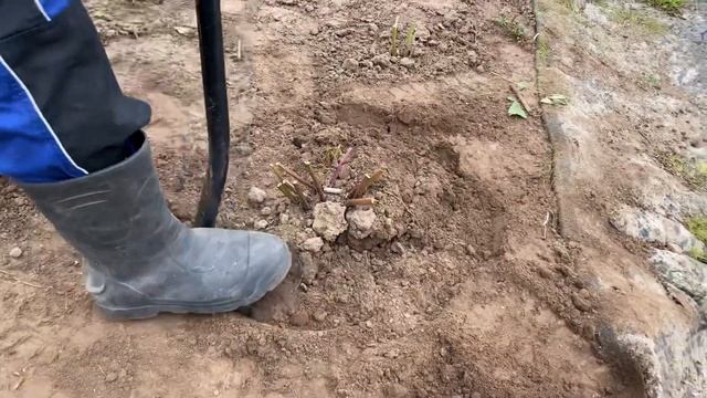 Открыл сезон выкопки пионов смотреть онлайн