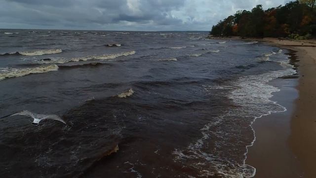 Октябрь осень Санкт-Петербург 4k drone смотреть онлайн