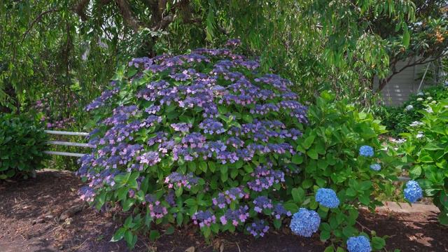 開成町 あじさいの里 | カタツムリになる一日 紫陽花5000株 | Kaisei Town Hydrangea Village смотреть онлайн
