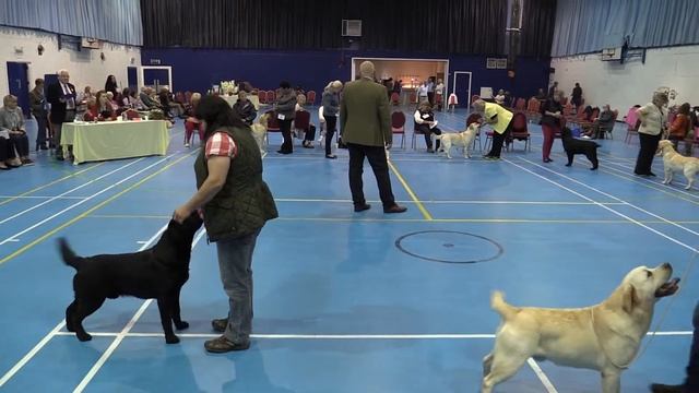 The Yellow Labrador Club 2017 смотреть онлайн