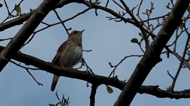 #соловей_поёт сирена гудит соловей продолжает петь. Всем добра и мира!! слушаем соловья смотреть онлайн