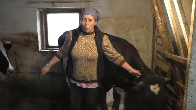 Как приручить корову? Ласковые, добрые, дрессированные коровы - это просто! смотреть онлайн