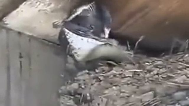Snake Eats a Birds смотреть онлайн