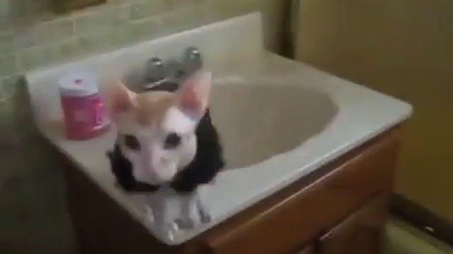 Модный кот сфинкс Sphynx Talk смотреть онлайн