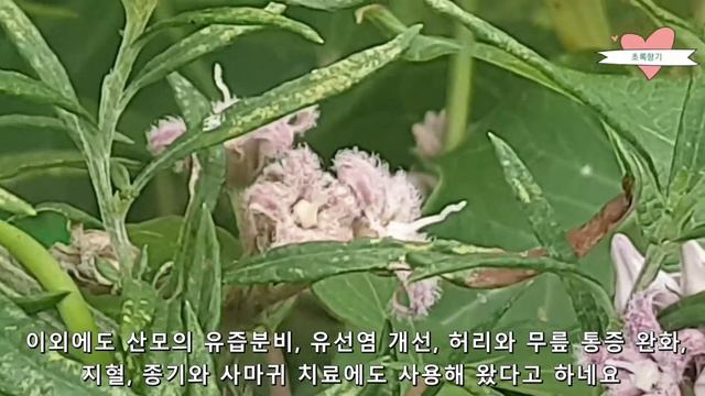 박주가리(Milkweed)의 놀라운 강장효과, 천연 비아그라, 남성 성기능 개선, 해독, 유즙 분비촉진, 해독 смотреть онлайн