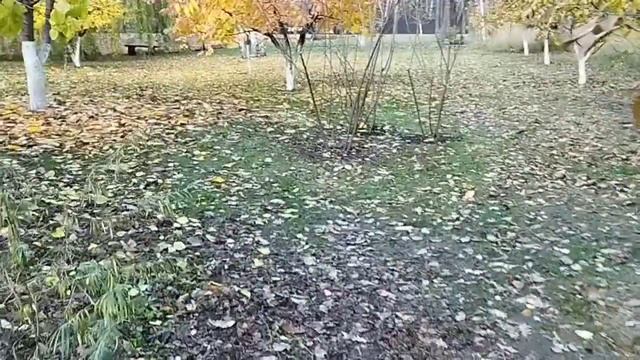 Сроки обрезки плодовых деревьев и кустарников. смотреть онлайн
