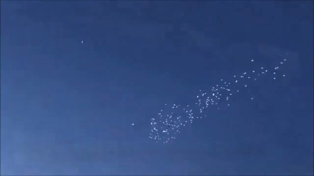 LUMINESCE BIRDS I СВЕТЯЩИЕСЯ ПТИЦЫ I HELENDAVAD LINNUD