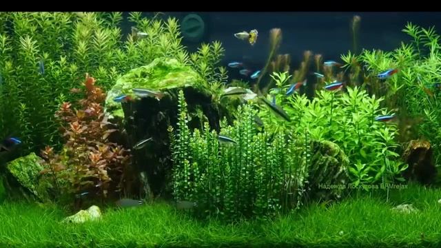 Entspannungsmusik, Stressabbau, Schlaflosigkeit, Beruhigend, Relax Music, Musik Zum Entspannen