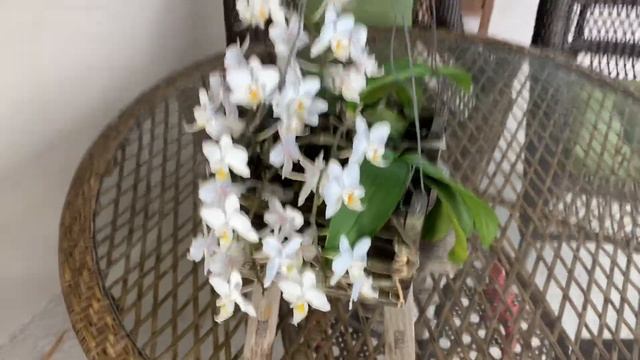 #GVOS2020 Phalaenopsis смотреть онлайн