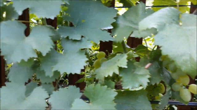 Окрашивание винограда ОБЗОР смотреть онлайн