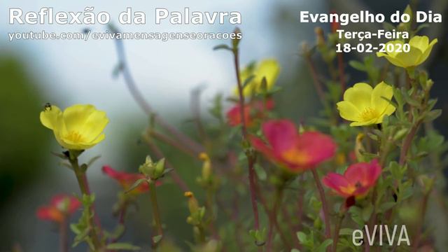 EVANGELHO DO DIA 18/02/2020 Narrado e Comentado - LITURGIA DIÁRIA - HOMILIA DIARIA HOJE смотреть онлайн