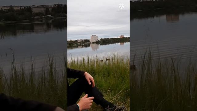 Утки наелись и спят смотреть онлайн