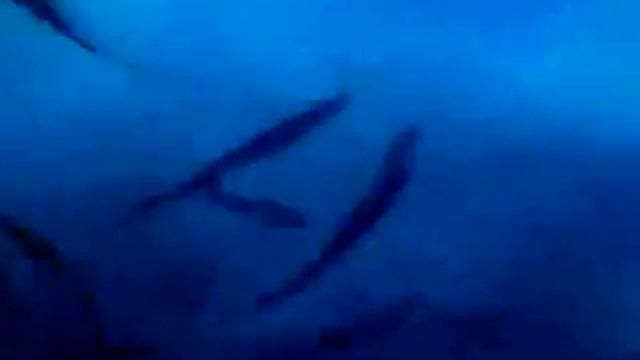 Море с отражением птицы, пронзающей толщу воды... смотреть онлайн