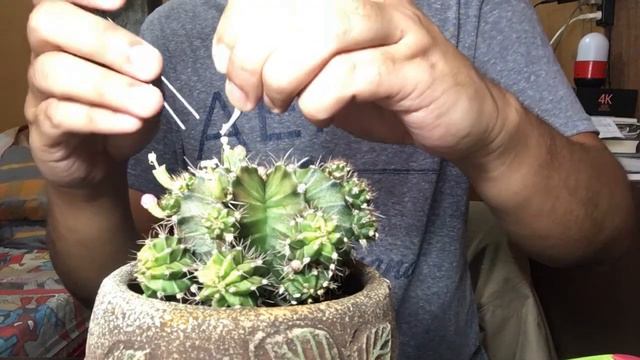 How To Pollinate Gymnocalycium Cactus смотреть онлайн