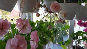 Пеларгония* Леона Галактика*- Зонартик!  Отбор для подоконника.?!