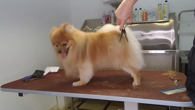 Pomeranian grooming tutorial смотреть онлайн