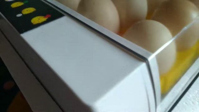 2 день по выведению цыплят в инкубаторе HHD24 смотреть онлайн