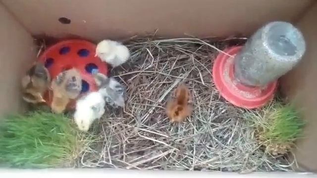 Цыплята в картонной коробке смотреть онлайн
