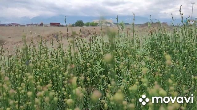 До новых встреч, Алаколь. смотреть онлайн