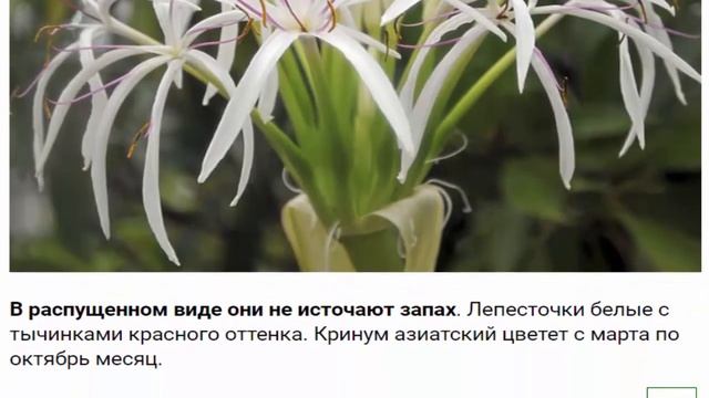 Кринум – цветок, который меняет все вокруг смотреть онлайн