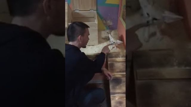 Лисичка Фенёк в контактном зоопарке смотреть онлайн