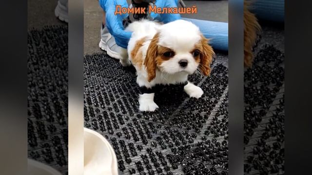 Аврора. Синдром пловца, черепаха. Щенок спаниеля. смотреть онлайн