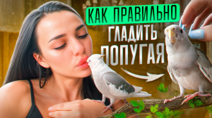 ГЛАДИМ ПОПУГАЯ ПРАВИЛЬНО