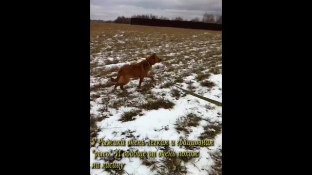 Рыжик /около 2,5 лет/ 29.12.2016 смотреть онлайн