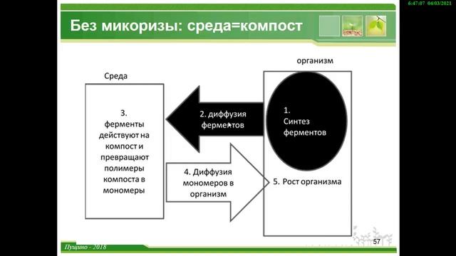 микориза . рассказ о модели. без кода. часть 2 смотреть онлайн
