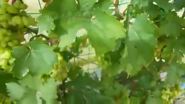 Созревание винограда в Поволжье. Середина Августа 2019 смотреть онлайн